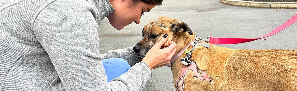 dog with burns healed cuddles with ARL staff member