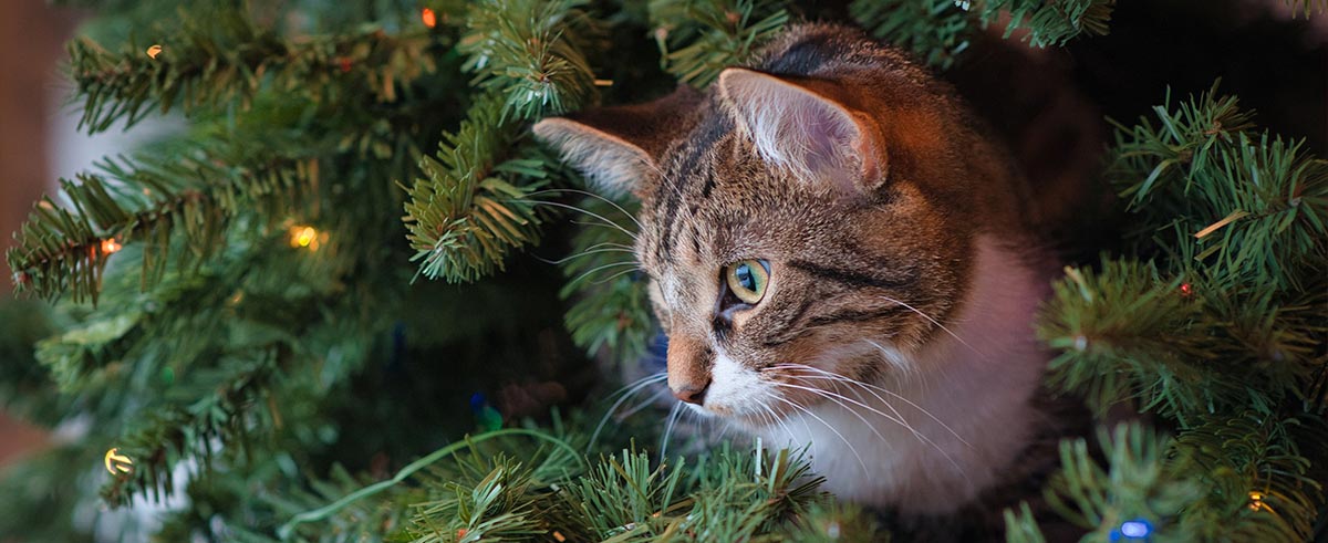 Cat laying in Christmas free 