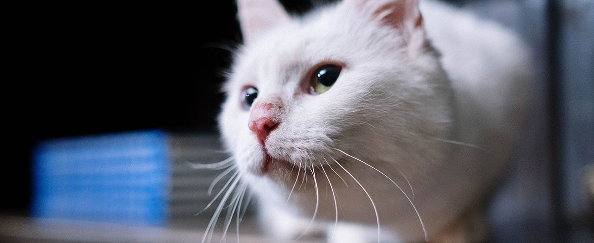 white cat laying on bookshelf