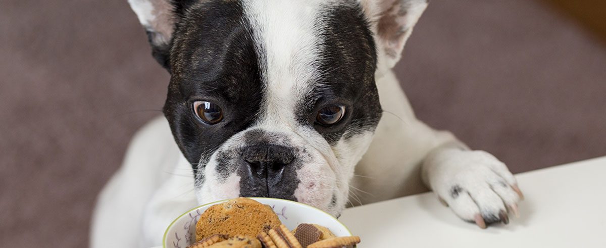 small dog sniffing sweets in a bowl 