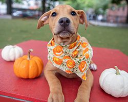 Small brown puppy wearing a pumpkin bandana outside with pumpkins around him