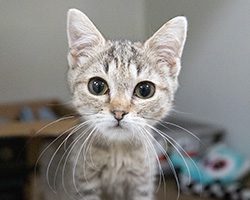small tabby kitten