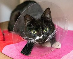 Black and white cat in kennel wearing veterinary cone