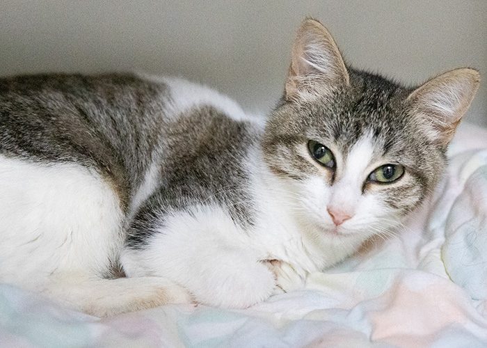 ARL Takes in More Than 75 Cats from Overcrowding Situations - Animal Rescue  League of Boston