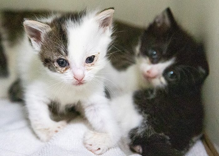 ARL Takes in More Than 75 Cats from Overcrowding Situations - Animal Rescue  League of Boston