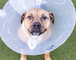 tan dog looking up at the camera, wearing a plastic veterinary cone