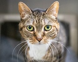 Tabby cat looking straight on