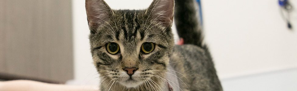 ARL Takes in More Than 75 Cats from Overcrowding Situations - Animal Rescue  League of Boston