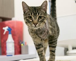 A small tabby kitten