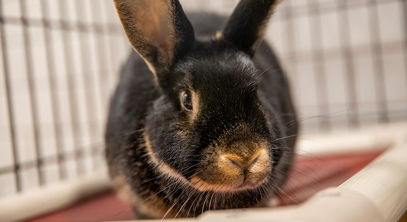 bunny sitting on top of a bed in an enclosure