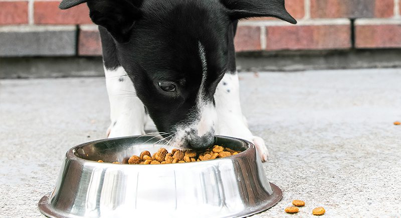 black and white puppy eating dog food out of a dog bowl
