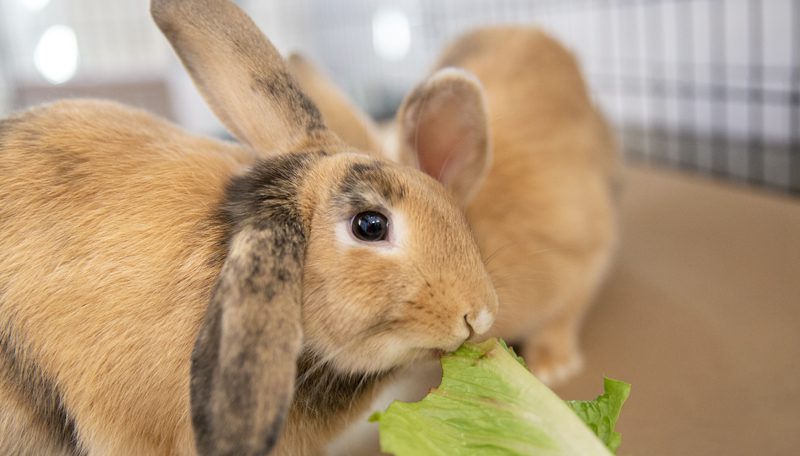 rabbit eating lettuce