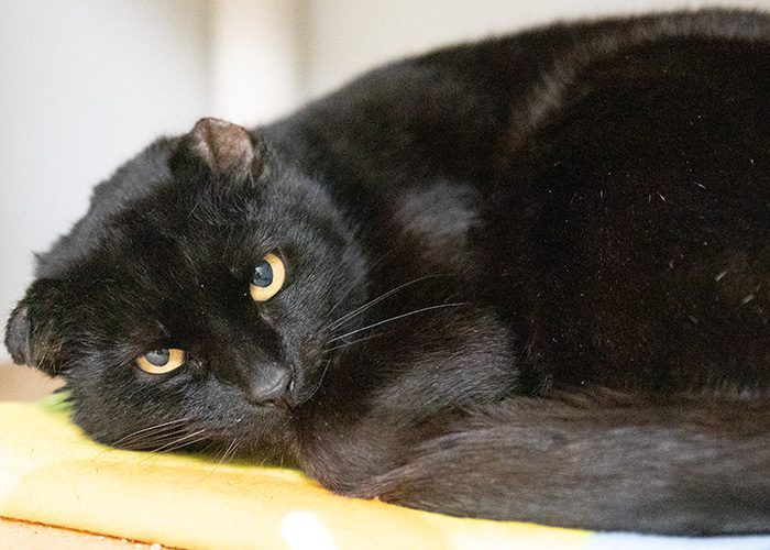 ARL Takes in More Than 75 Cats from Overcrowding Situations - Animal Rescue  League of Boston