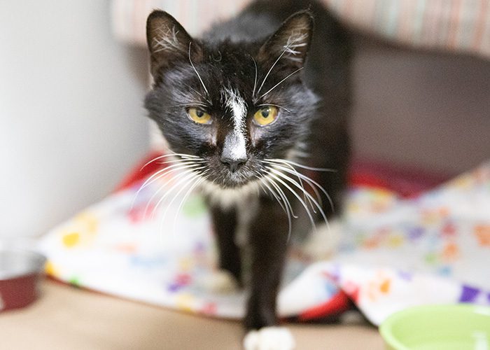 ARL Takes in More Than 75 Cats from Overcrowding Situations - Animal Rescue  League of Boston