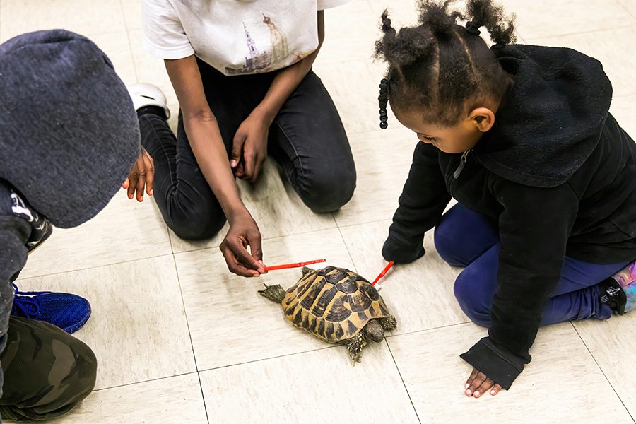 three small children use toothbrushes to provide enrichment to a tortoise