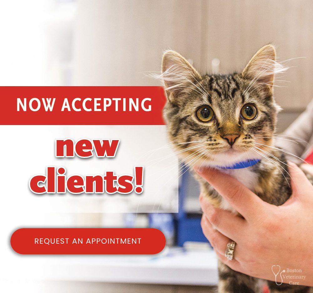 kitten being held with words "NOW ACCEPTING new clients!" and button "Request an appointment"