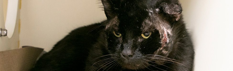 black cat laying down with scars on his face
