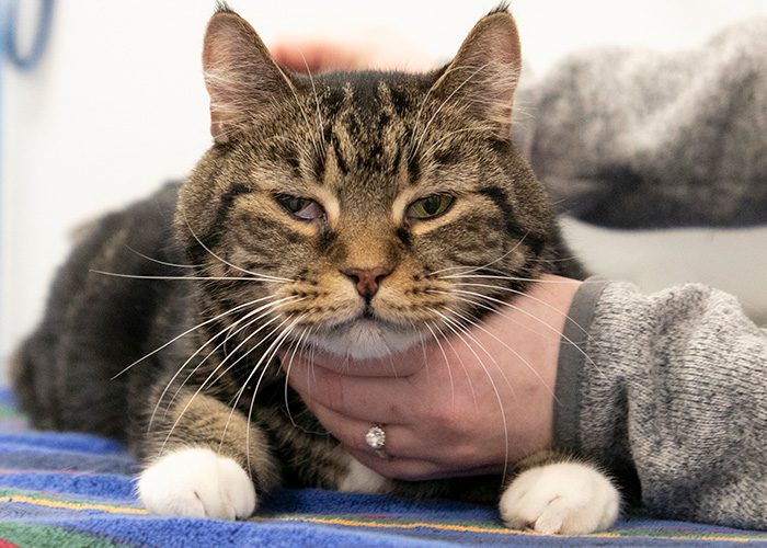 Stray cat recovering from paw surgery will soon be ready for adoption