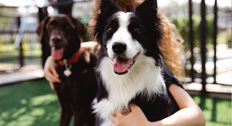 two dogs sitting with girl outside