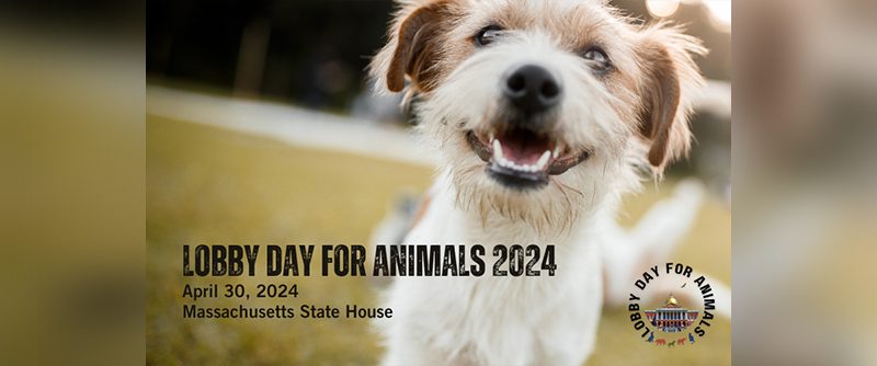 A small dog smiling with the words "Lobby day for animals 2024"
