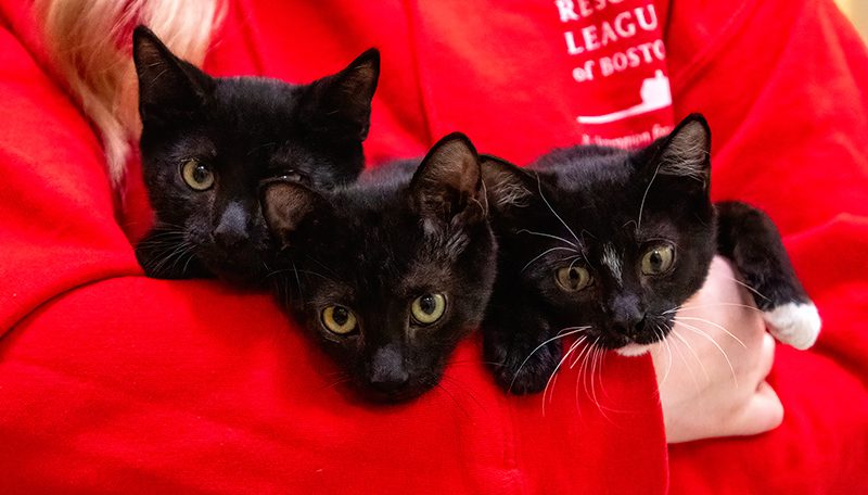 three kittens being held by ARL staff member