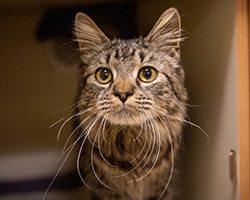 Stray Kitten blog thumb