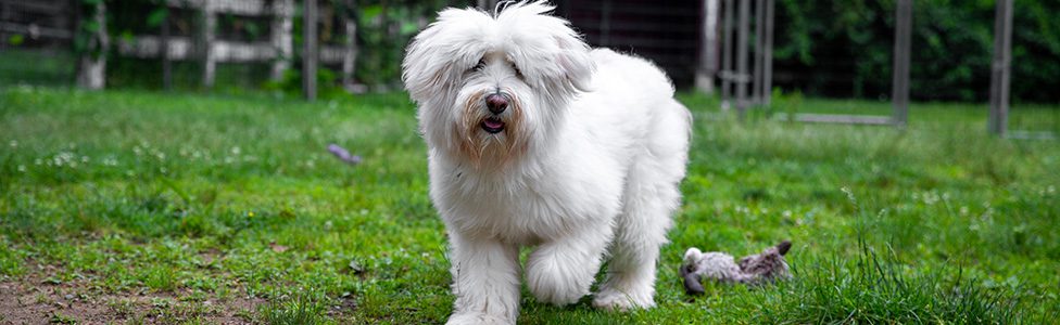 ARL Reminds Puppy Homeowners to Stay Pets Secure All the way through Warmth Wave