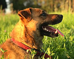 dog outside in grass panting