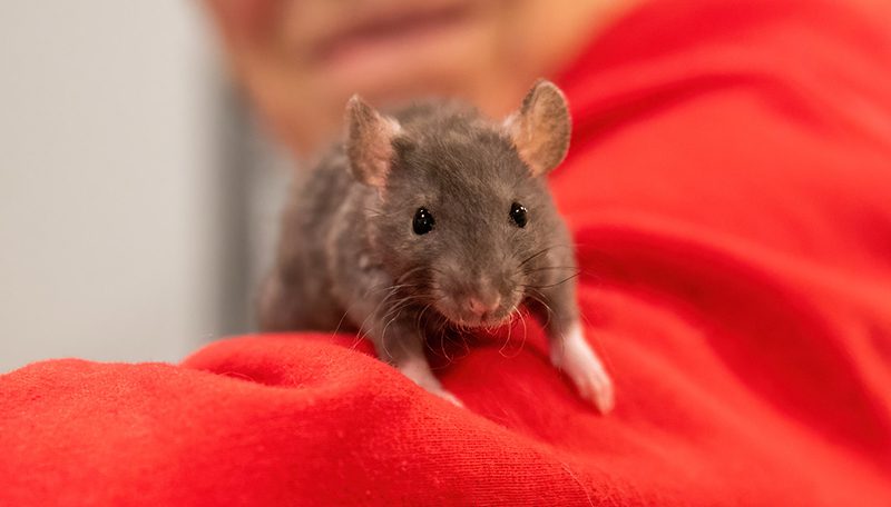 rat on shoulder of ARL staff member wearing red sweatshirt