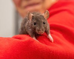 Animal Rescue League of Boston