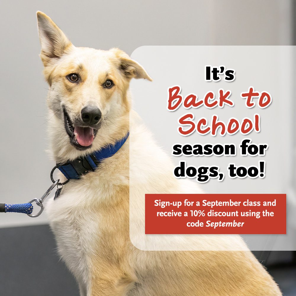 a large tan dog on a leash looking off to the side. The words "It's back to school season for dogs, too!" and "Sign-up for a September class and receive a 10% discount using the code September" are shown to the right.