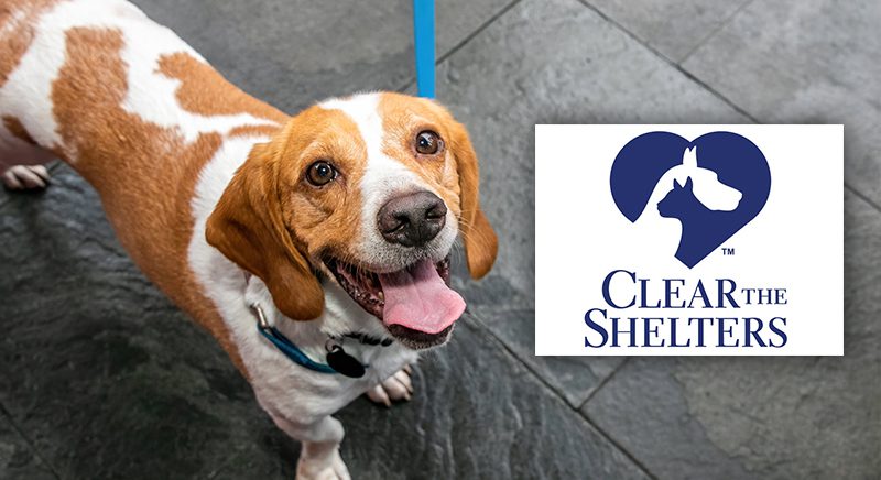 Beagle dog looking up with Clear the Shelters logo to the right
