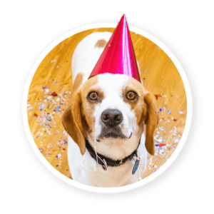 dog wearing party hat