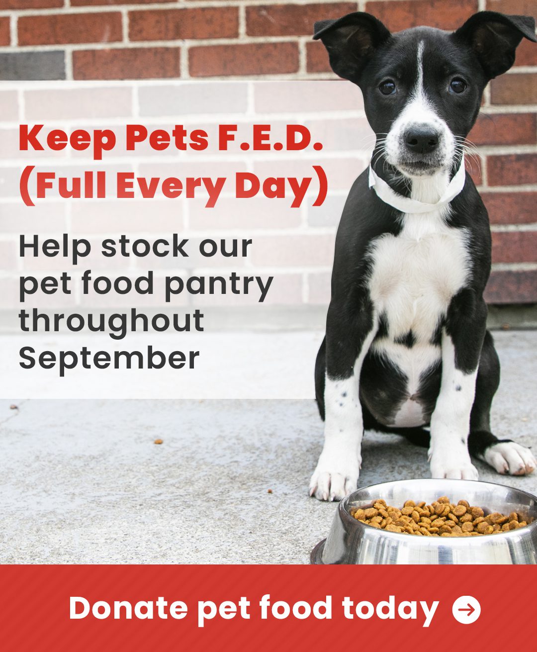 Puppy in front of food bowl graphic
