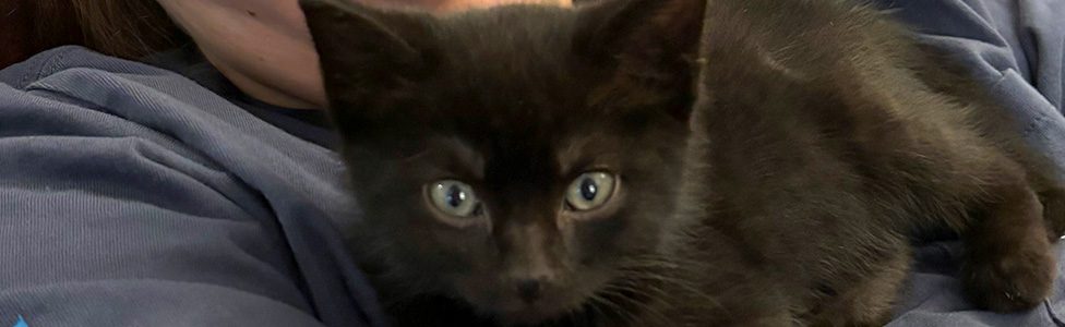 close up of black kitten