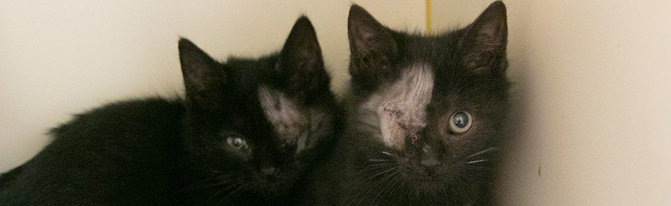 ARL Takes in More Than 75 Cats from Overcrowding Situations - Animal Rescue  League of Boston