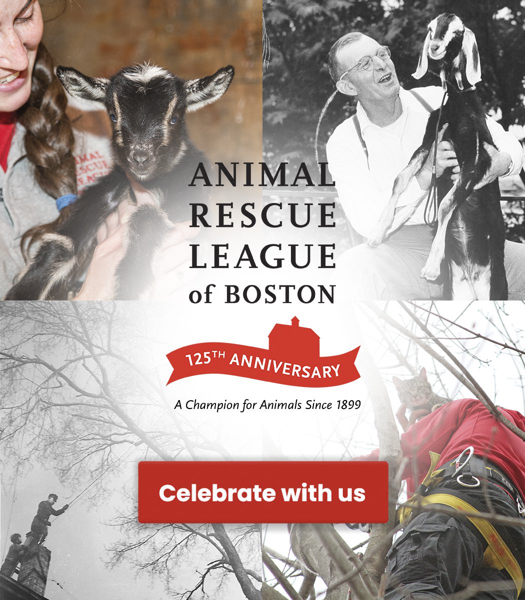 Animal Rescue League of Boston