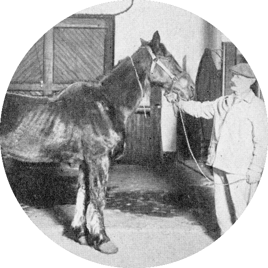Animal agent with horse