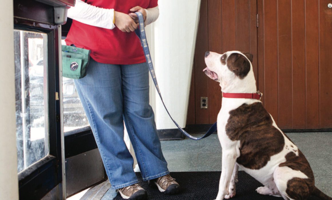 Dog sitting looking up at ARL staff member