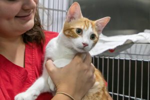 cat being held by an ARL vet staff member