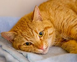 An orange tabby cat lying down on a blanket