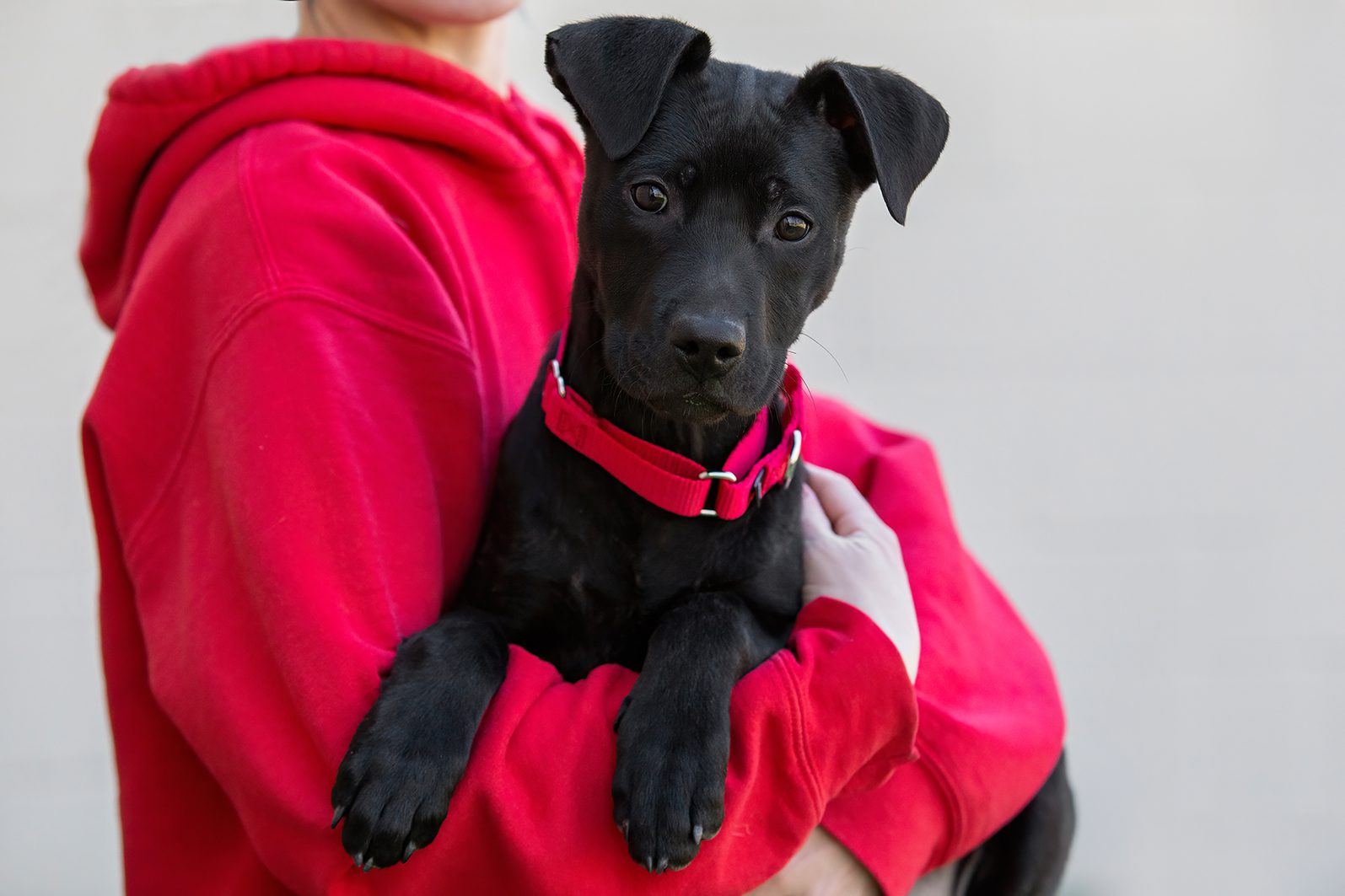 An ARL staff member holding a small black puppy