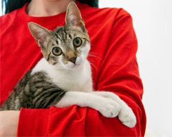 Cat being held by ARL staff member wearing a red sweatshirt