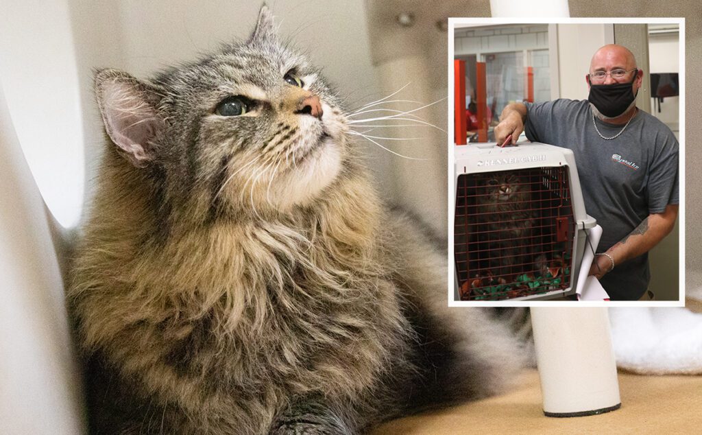 Fuzzy Butt, a Maine Coon cat in her kennel. A small photo is shown in the right corner of Fuzzy Butt's owner holding her inside a carrier.
