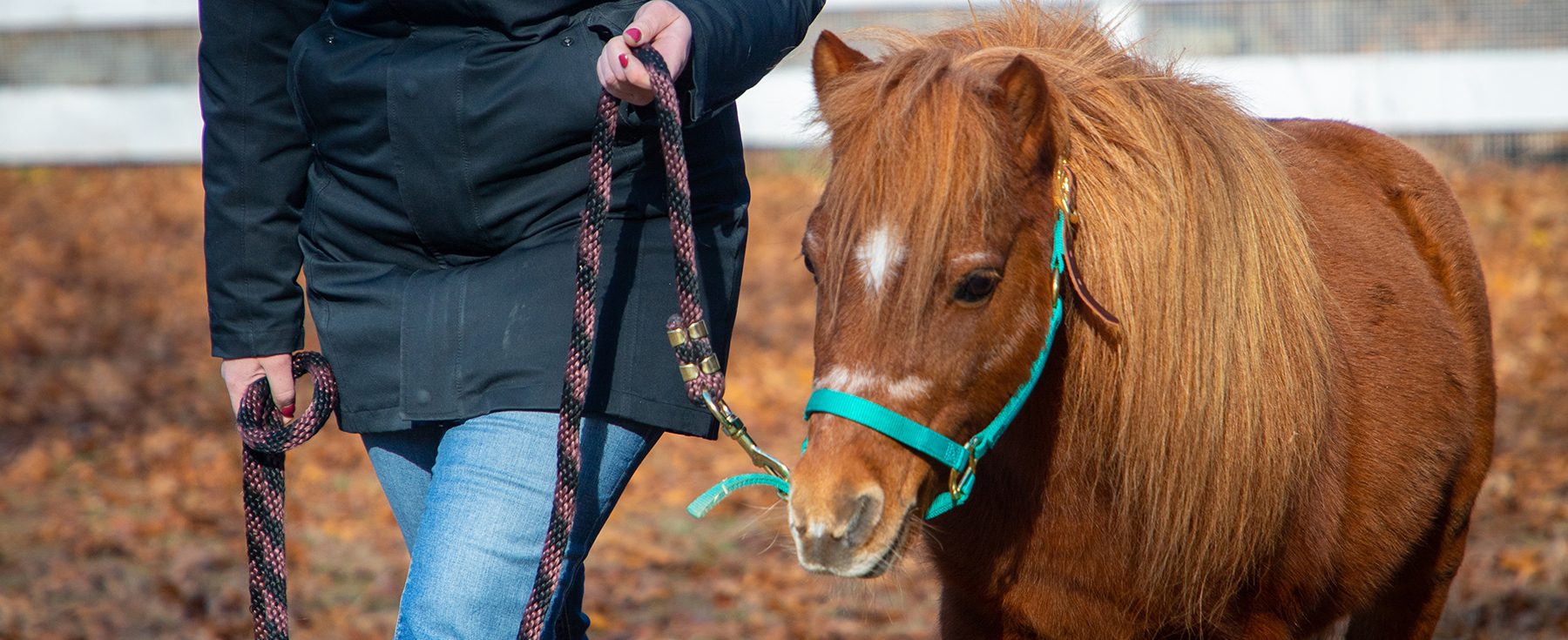 a horse being walked outside