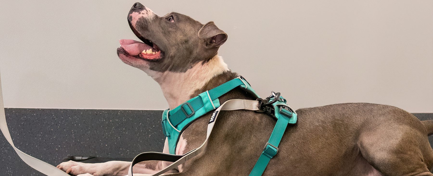 a dog lying down looking up 