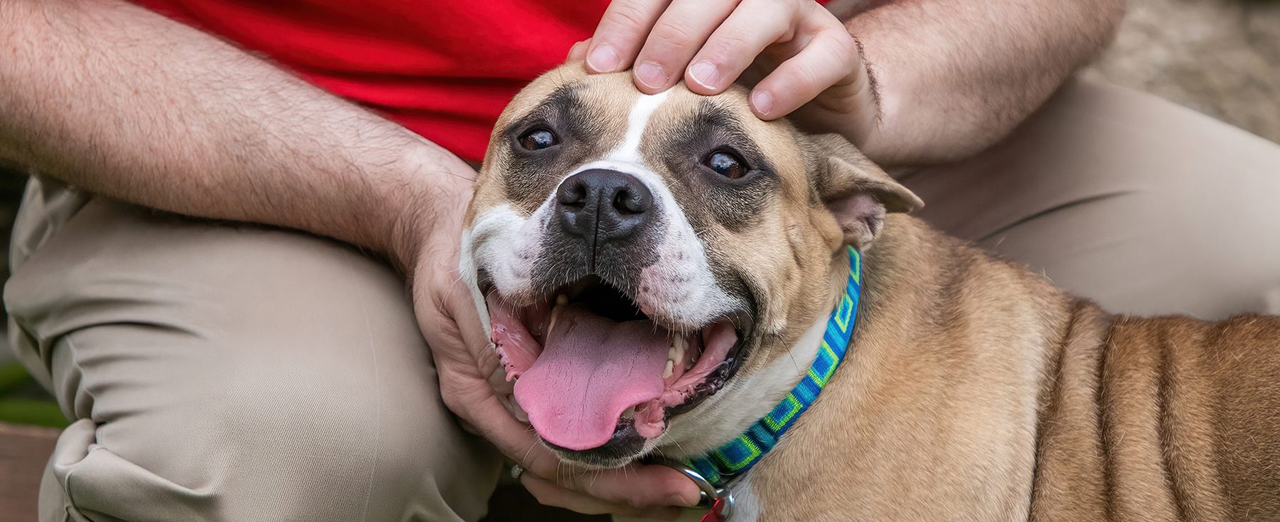 ARL staff member petting a dog