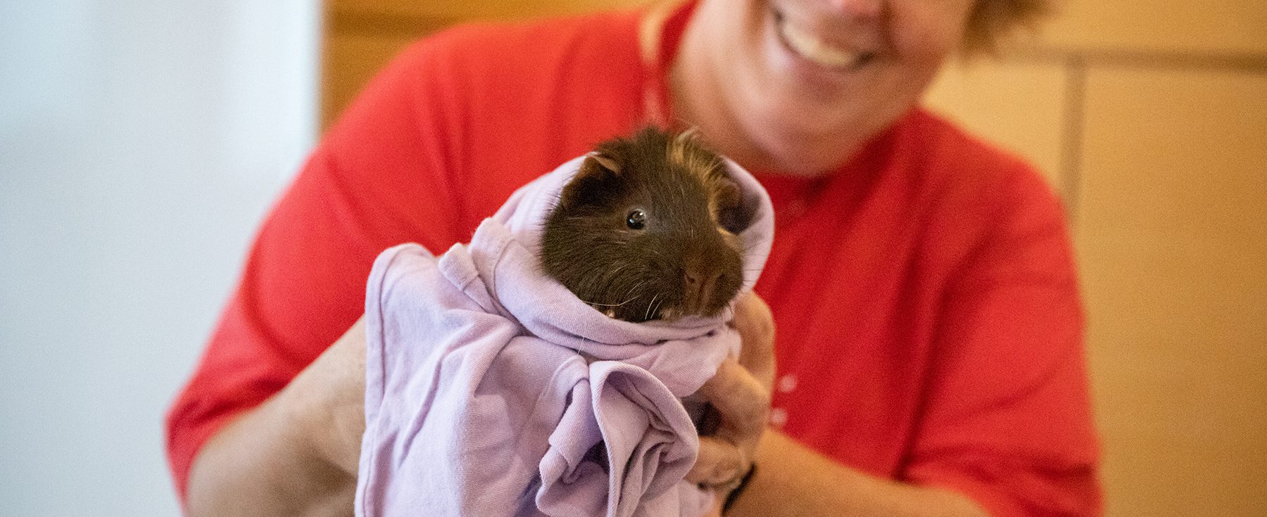 ARL staff member holding a guinea pig
