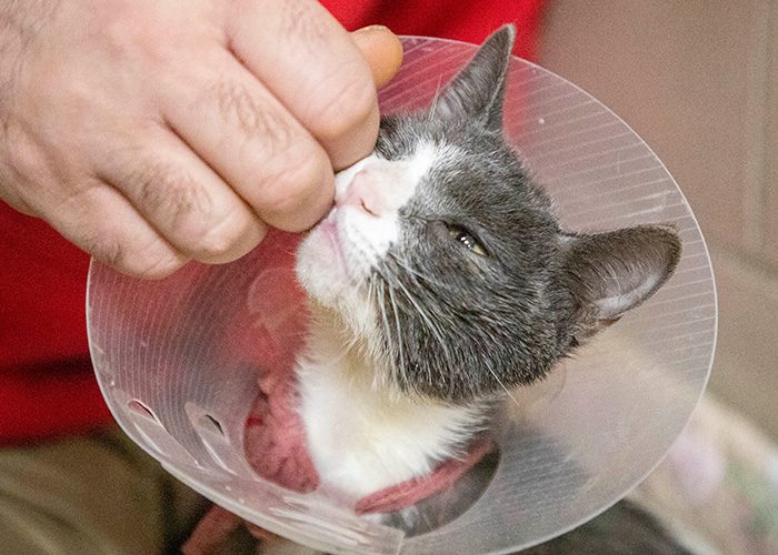 a gray and white cat wearing a veterinary cone