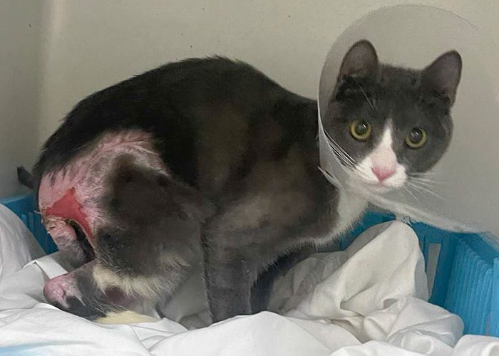 a gray and white cat lying down wearing a veterinary cone